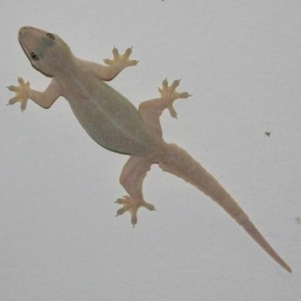 lizard control in talegaon dabhade