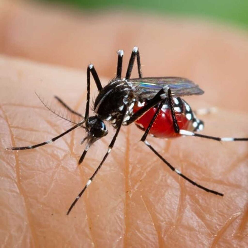 mosquito control in talegaon dabhade