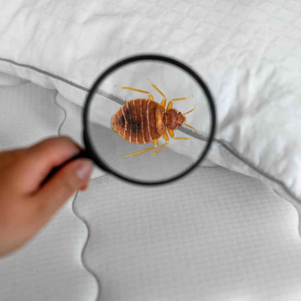 bed bugs control